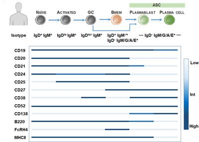 Frontiers | Memory B Cells In Multiple Sclerosis: Emerging Players In ...